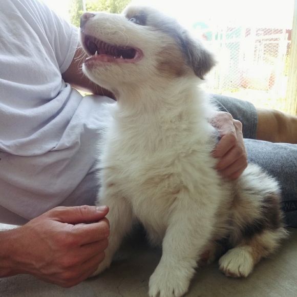 Meet your Posher, Abby - Picture 4 of 8